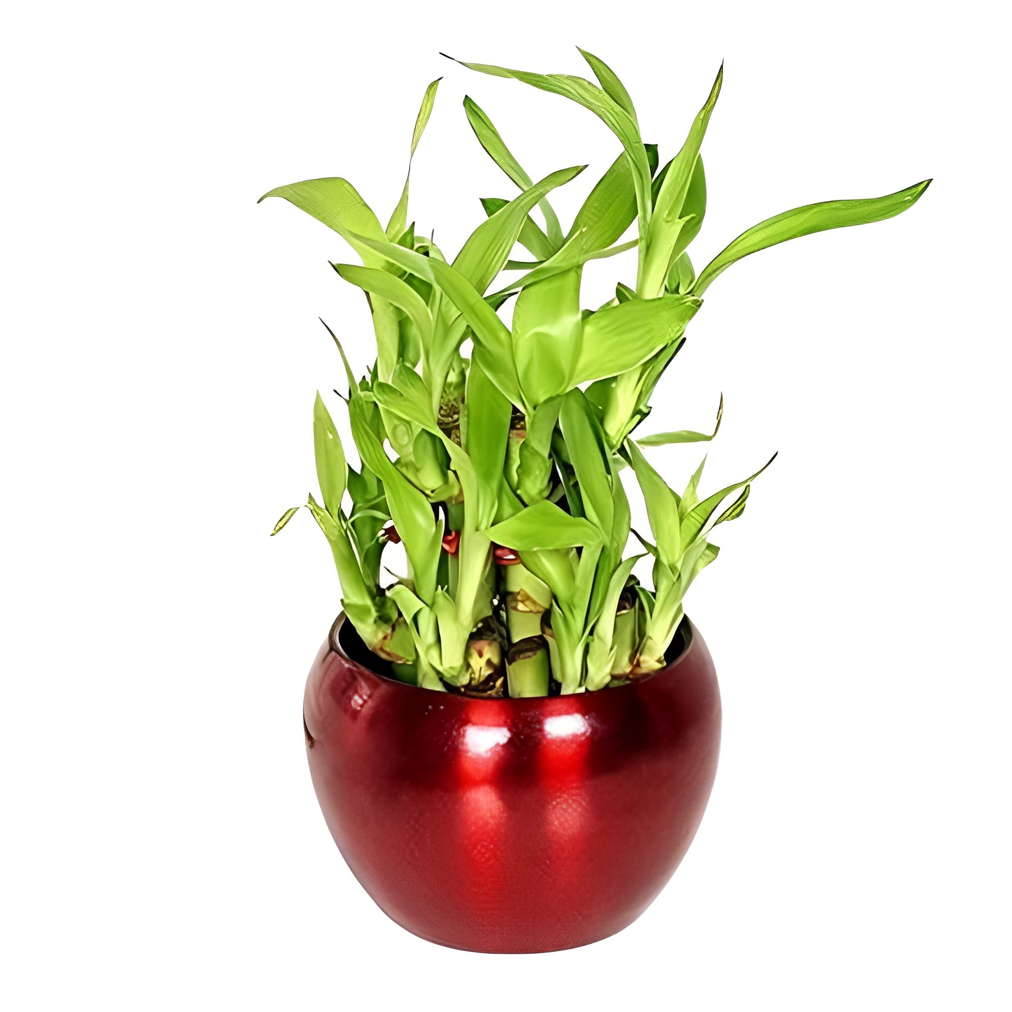 Unmukth Good Luck Air Purifying 2 Layer Bamboo Live Indoor Plant in Metal Vase Pot For Living Room, Table Decor, Balcony, Office (Red) (B0C1GD7QCF) Amazon Price History, Amazon Price Tracker