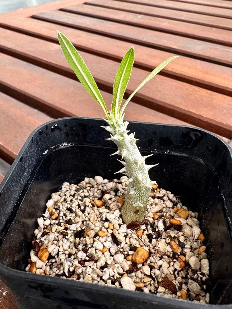 Amazon｜パキポディウム グラキリス 実生成長株｜観葉植物 オンライン通販