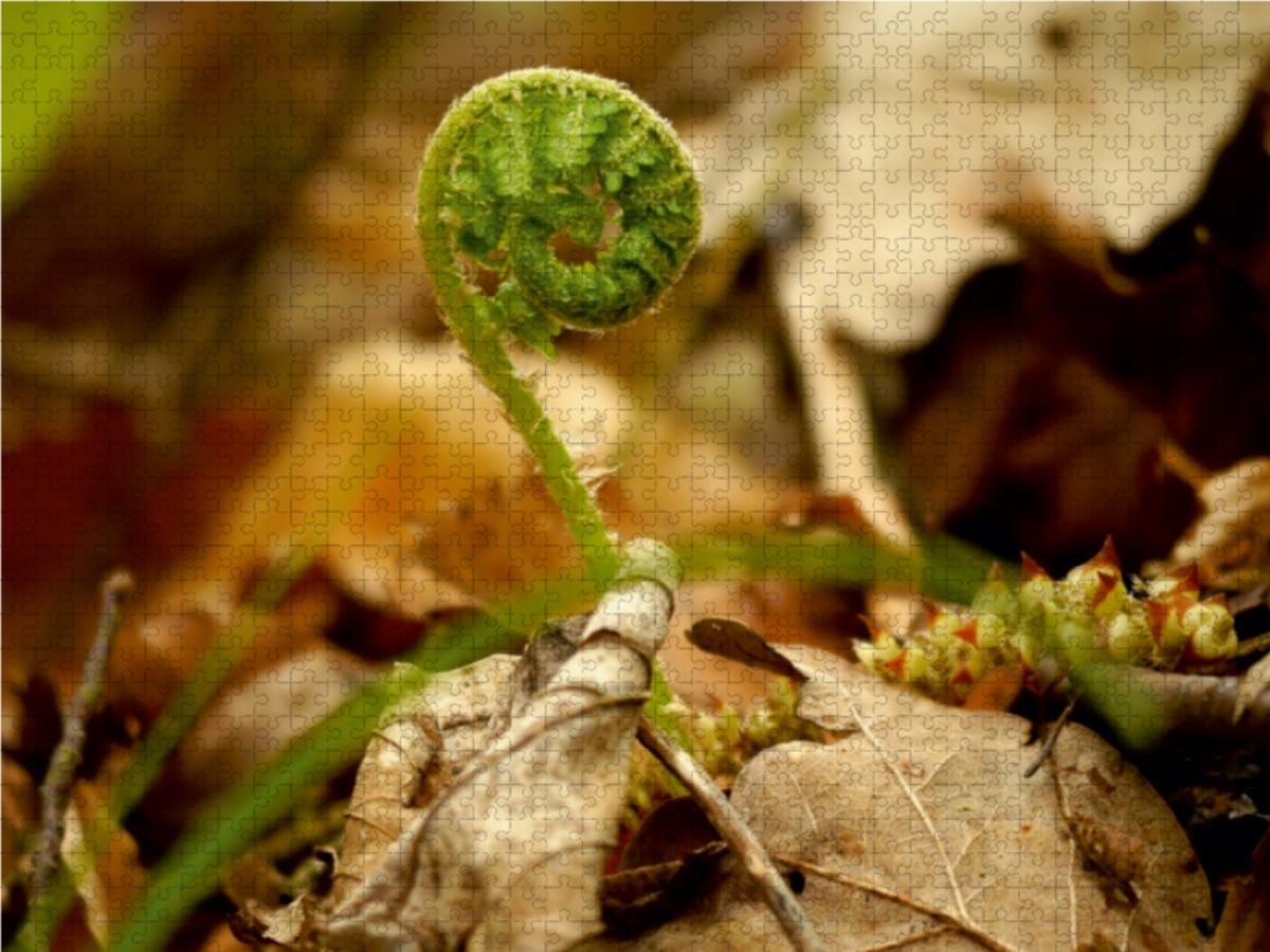 CALVENDO Puzzle Wenn ich groß Bin werde ich EIN Farn | 1000 Teile Lege-Größe 64 x 48 cm Foto-Puzzle für glückliche Stunden