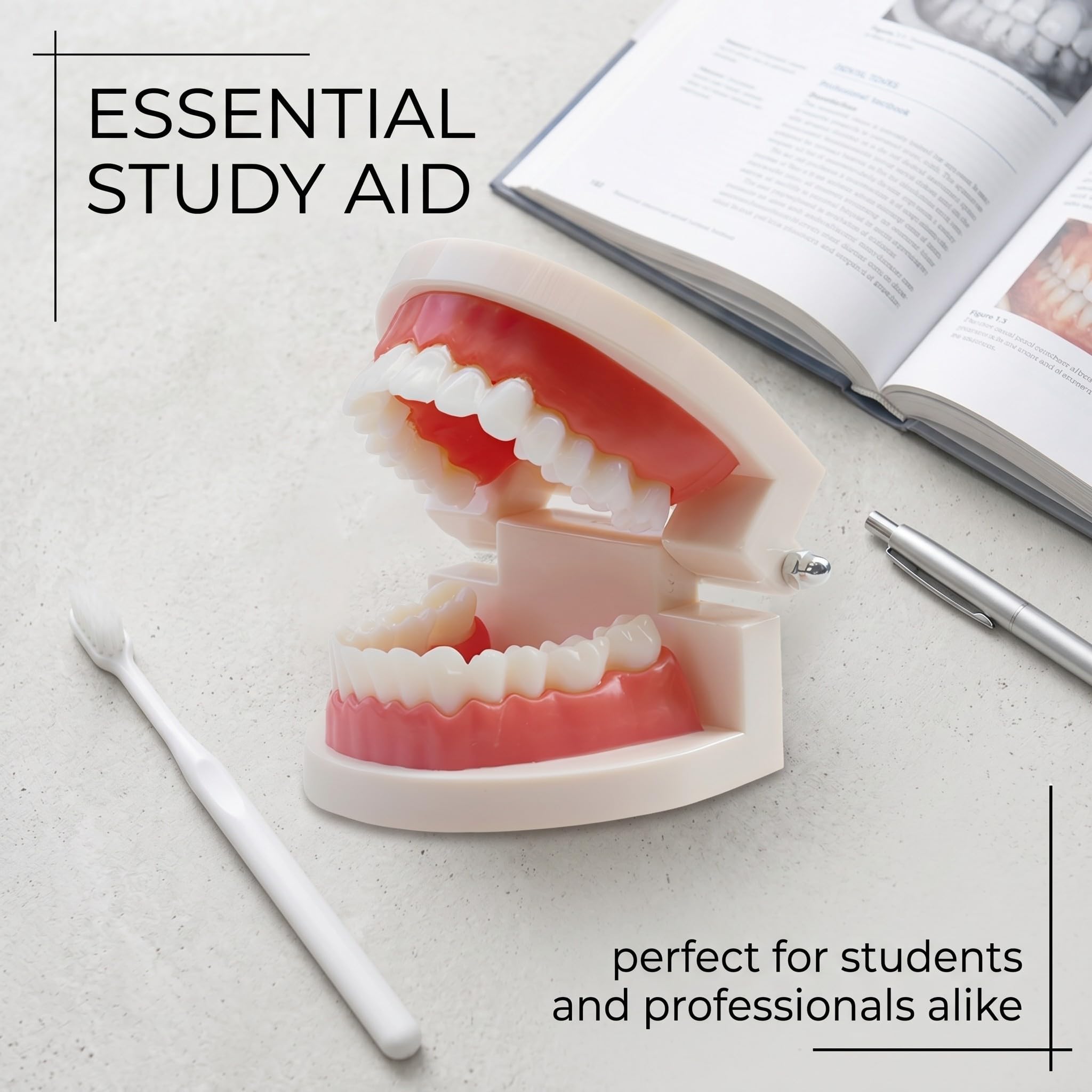 1 Pezzi Modello Di Denti Dentali Typodont, Materiale In Pvc Denti Di Ricambio Per Studi Dentistici, Studenti Di Odontoiatria