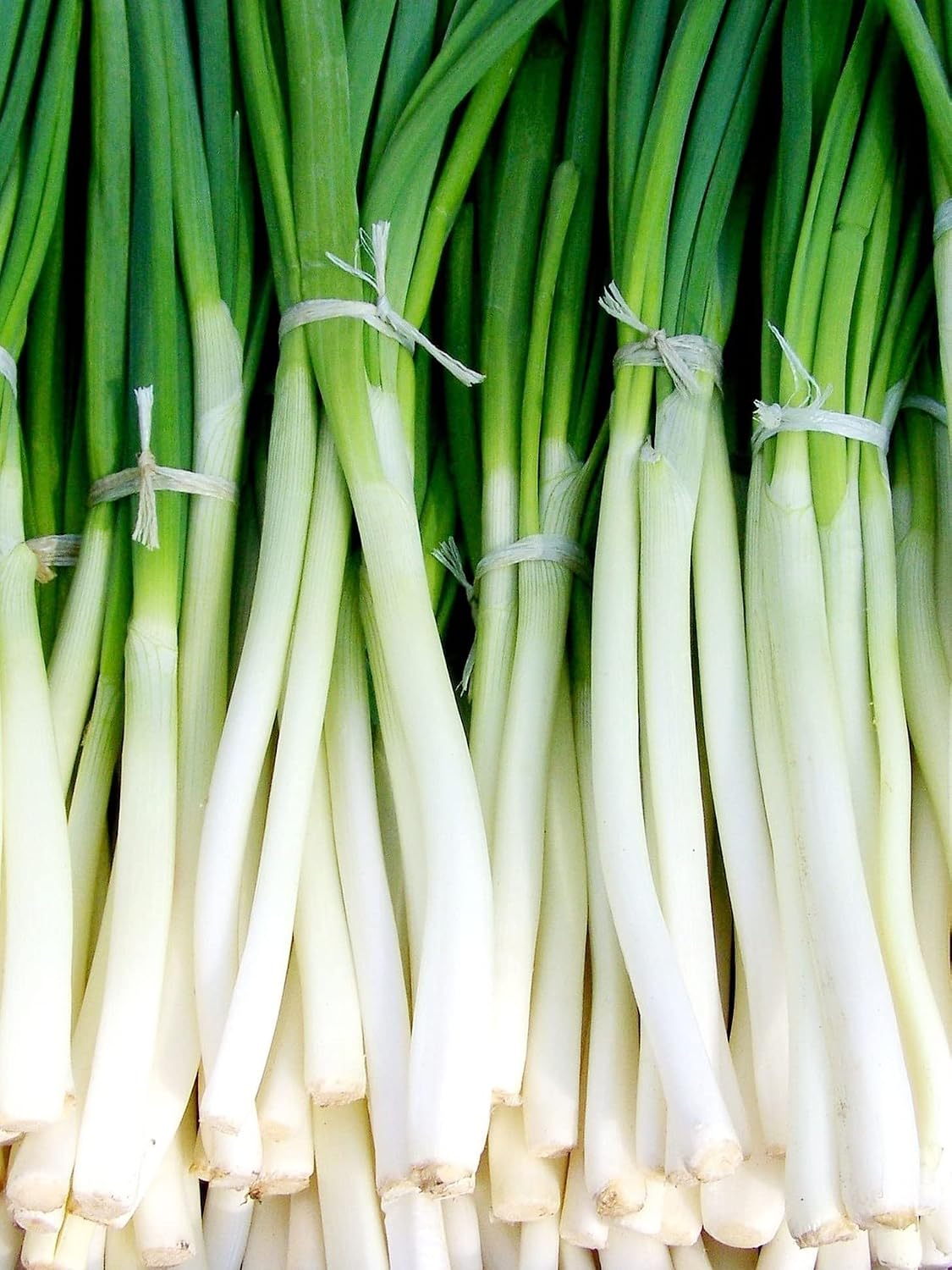 Erdem Garden Local Green Onion Seeds Emerald 100 Pcs. Seed