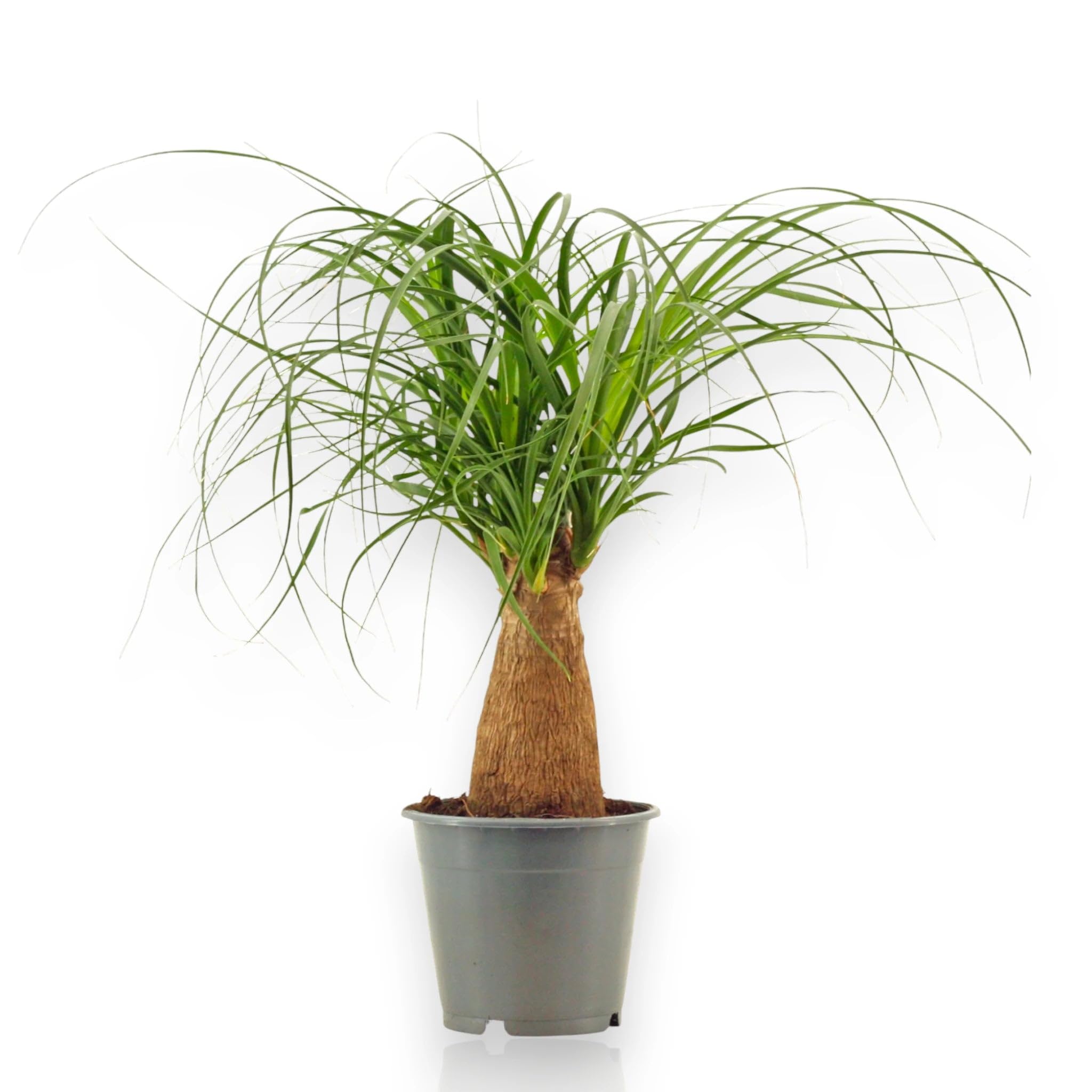 Beaucarnea Recurvata Mangiafumo, Pianta Ornamentale da Interno, Verde, 120 cm, Vaso 27, 1 Pezzo