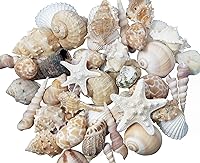Tumbler Home 2lb Medium Seashell Mix - Whites, Tans, Pinks | Vase Filler, Beach Decor, Crafts, Weddings