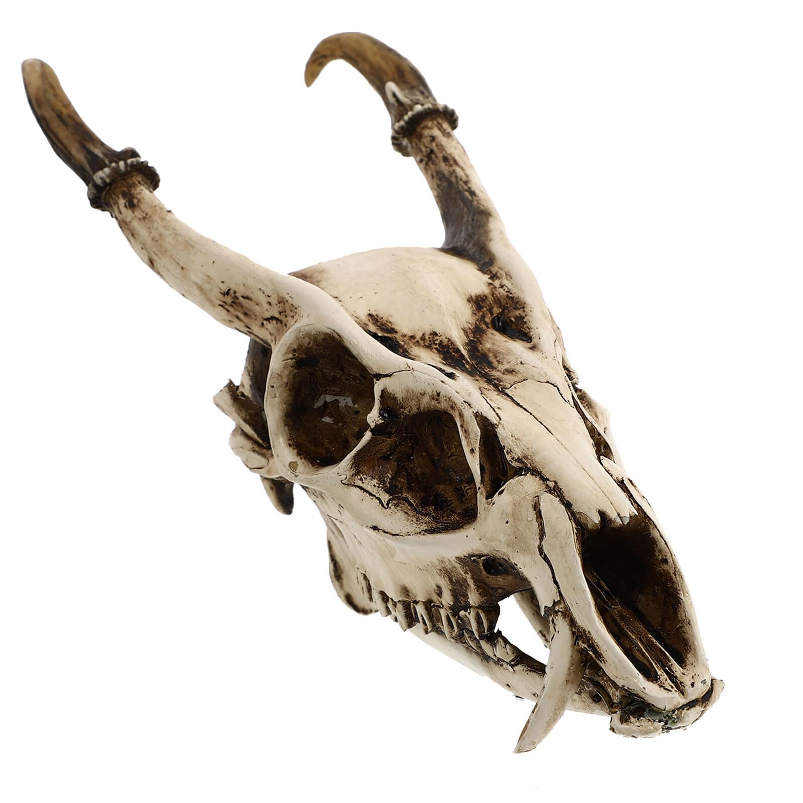 Crâne de chèvre décoratif pour remplacer la vraie taxidermie sans entretien style viking