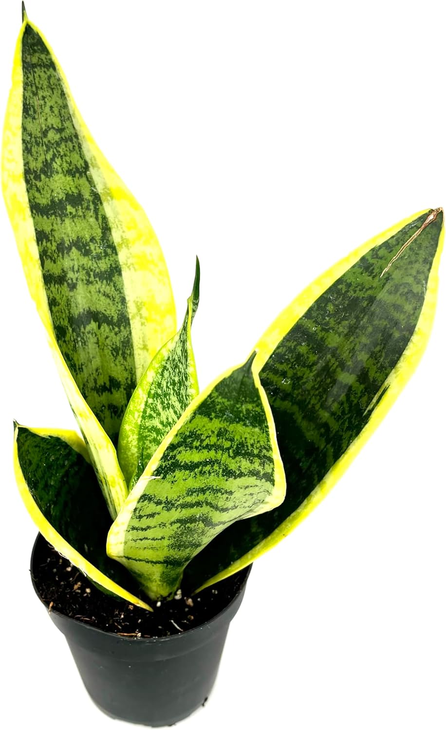 Sansaveria Futura Superba Snake Plant Air Purifying House Plant, 4" Pot