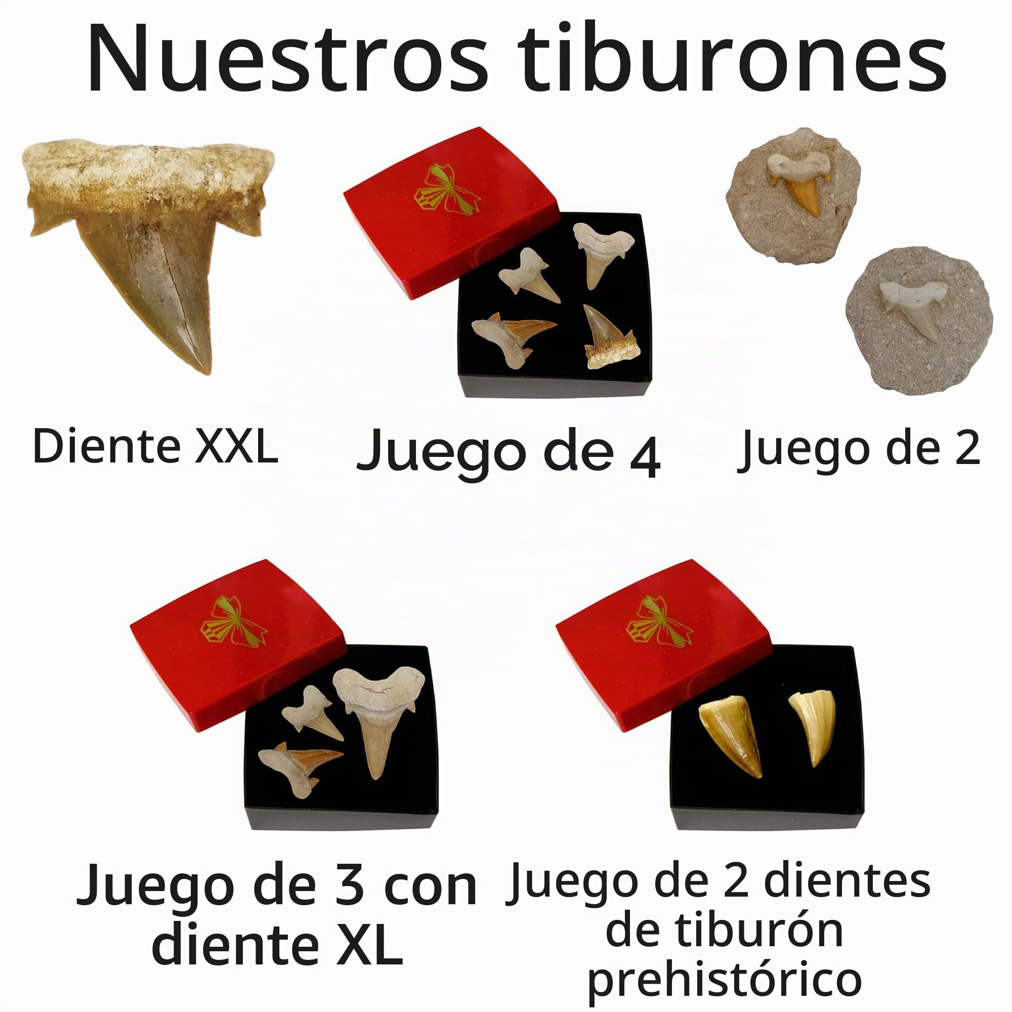 Idea de regalo – Fósiles prehistóricos fosilizados: dientes de tiburón naturales sin tratar (juego de 4 unidades), 4 Stück, Piedra