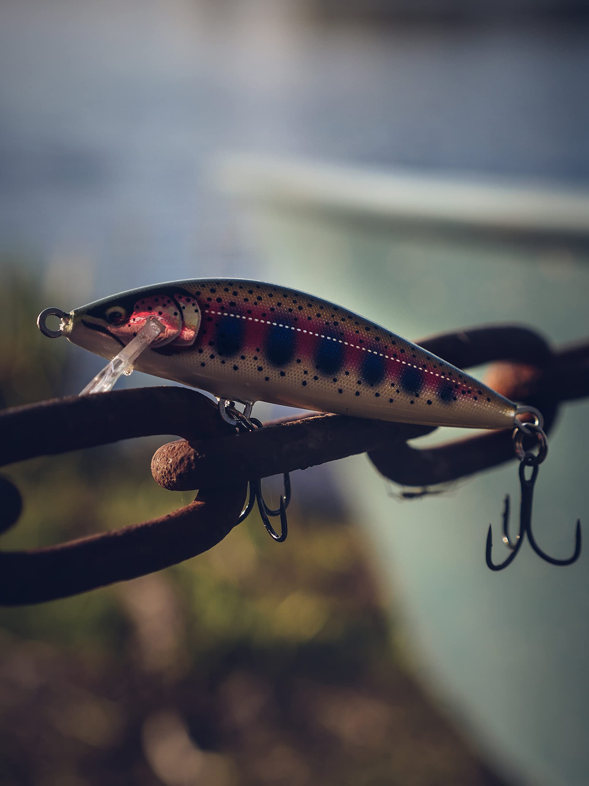 Countdown Elite 55 Gilded Rainbow Trout