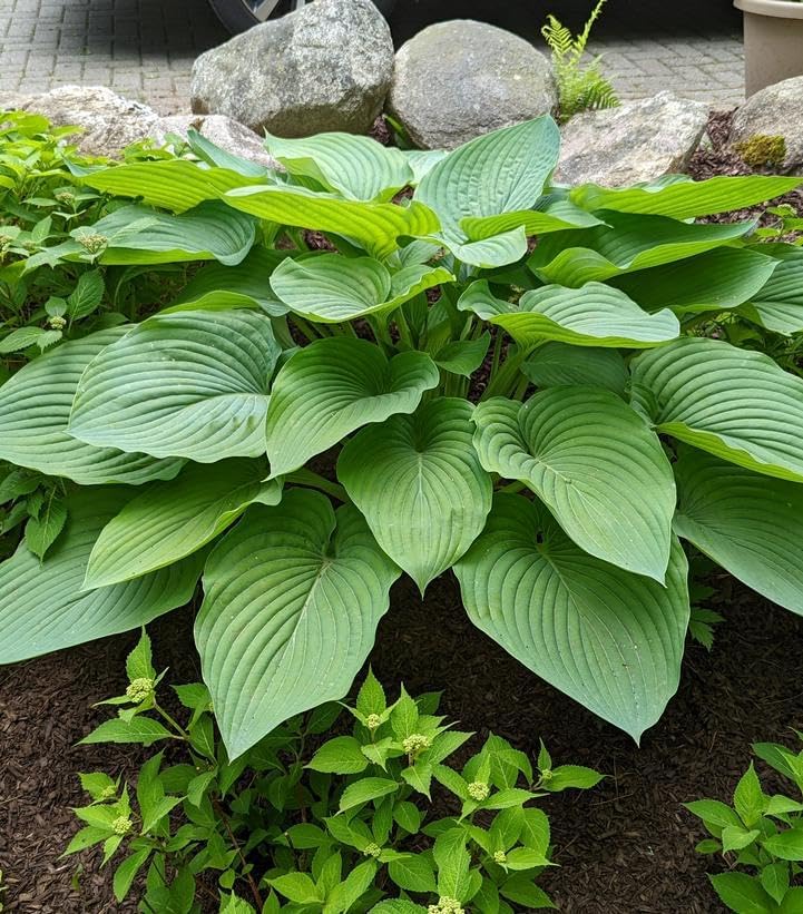 Live Plant from Green Promise Farms - Proven Winners, Hosta Shadowland 'Empress Wu', Violet Flowers - #1 Gallon Size Container - This Plant Does NOT Ship to AZ, CA, HI, ID, MT, NV, OR, PR, UT & WA!!
