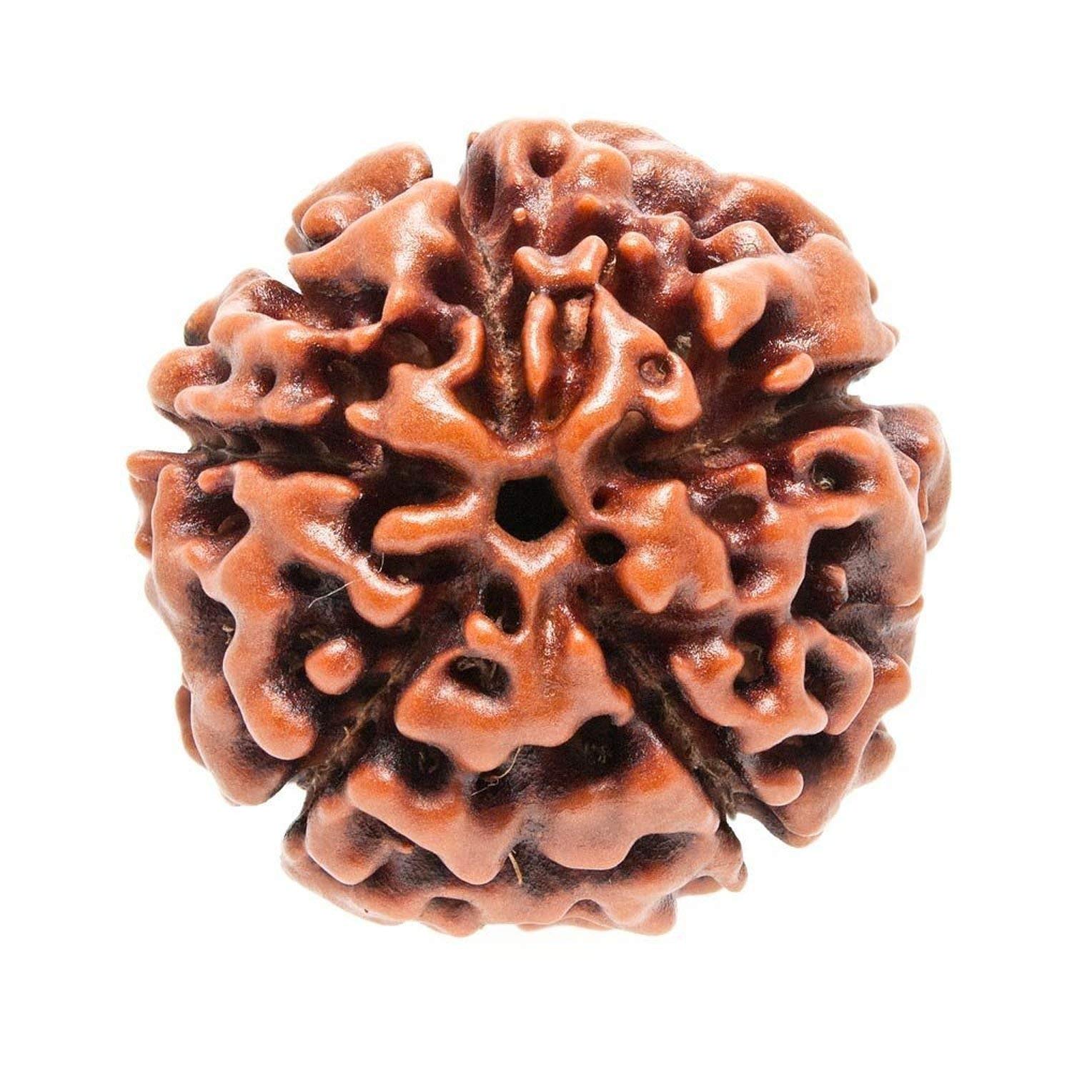 5 Mukhi Indian Rudraksha Pure Silver Pendant | Five Faced RUDRAKSHA 100% Original and Lab Certified | NEELAM RATNA 1
