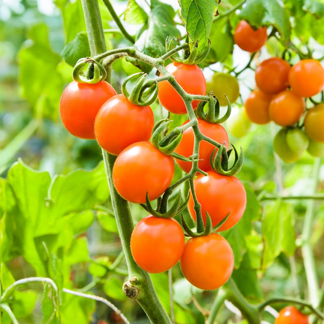 PREMIER SEEDS DIRECT - Tomato Seeds - Orange Paruche F1 (100)