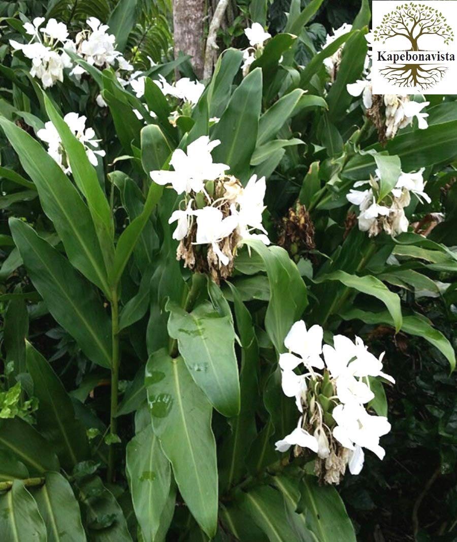 Kapebonavista® Dolon Champa Chantiramullikai Dudh kewara Swarna Champa White Ginger Lily Butterfly Ginger Lily Plant in Poly Bag (B07VPTTZC8) Amazon Price History, Amazon Price Tracker