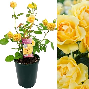 Carbeth Plants Golden Wedding Rose Bush in 3L Pot - Fragrant Garden Rose