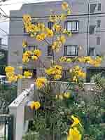 庭木にイペーの木　南国感漂う鮮やか黄色の花が春に咲きます。庭を明るくしますよ。 庭木にイペーの木南国感漂う鮮やか黄色の花が春に咲きます。庭を