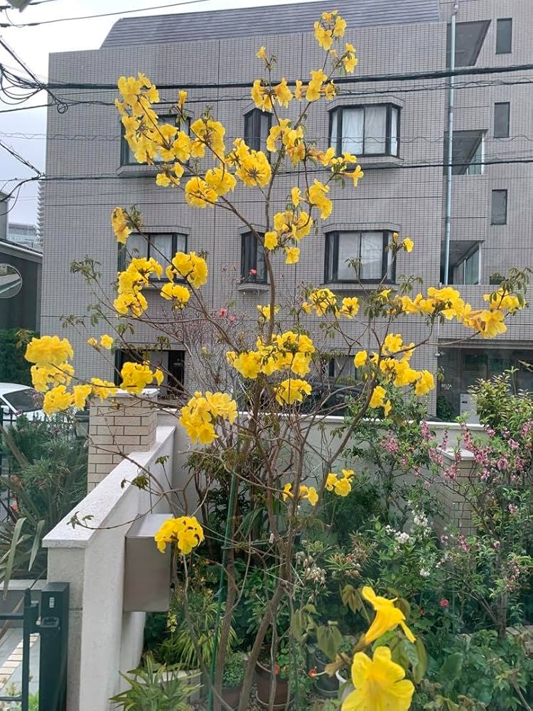 庭木にイペーの木　南国感漂う鮮やか黄色の花が春に咲きます。庭を明るくしますよ。 Amazon.co.jp: 庭木最適にイペーの木南国感漂う鮮やか黄色の花が