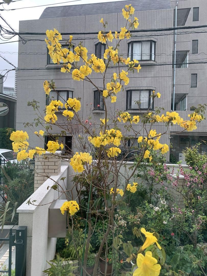 Amazon.co.jp: 庭木最適にイペーの木南国感漂う鮮やか黄色の花が