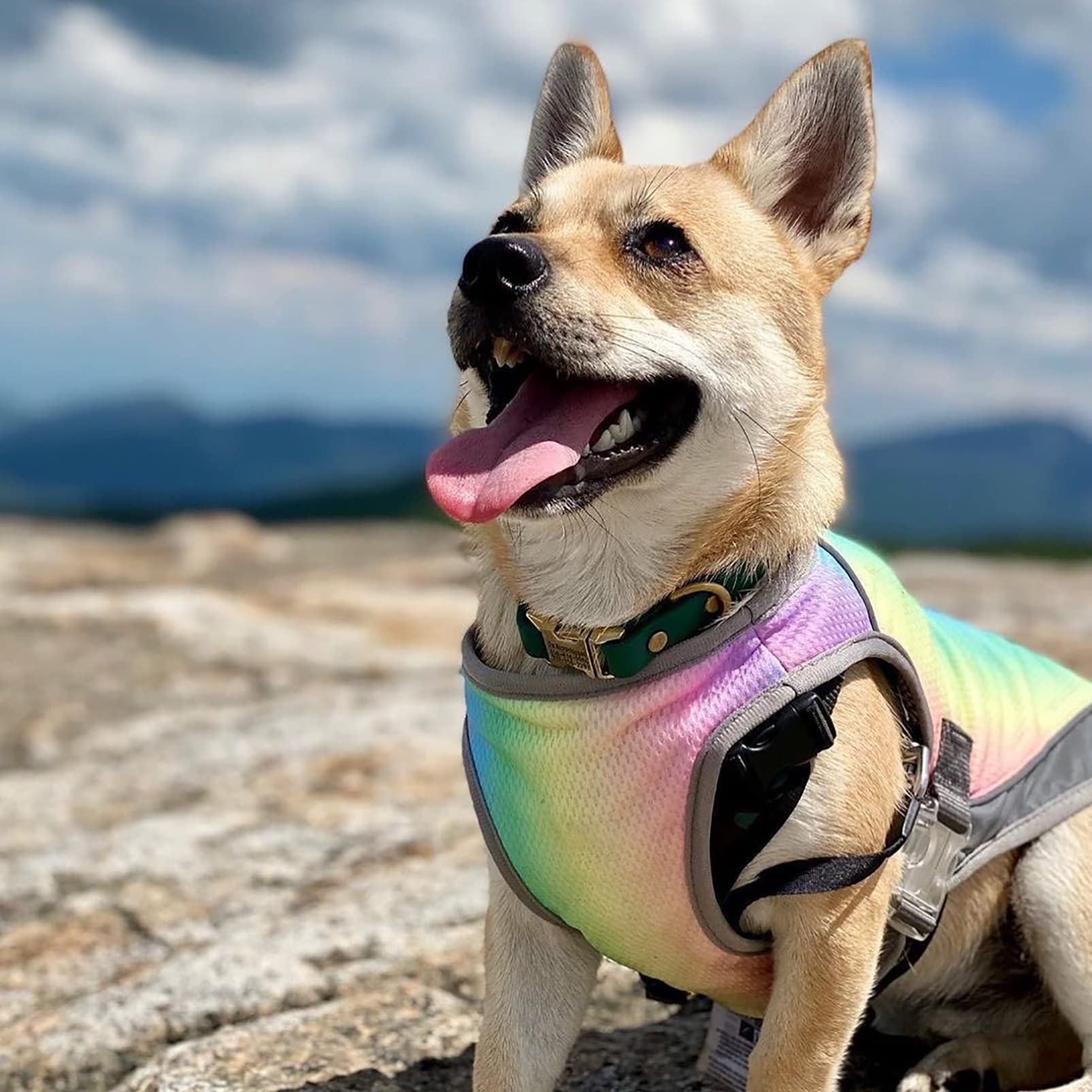 CUTTE Kühlweste für Hunde, Verstellbar mit Reflektierendem Streifen Haustierkleidung Angstlinderung Sonnenschutz Atmungsaktive Kühljacke für Hunde