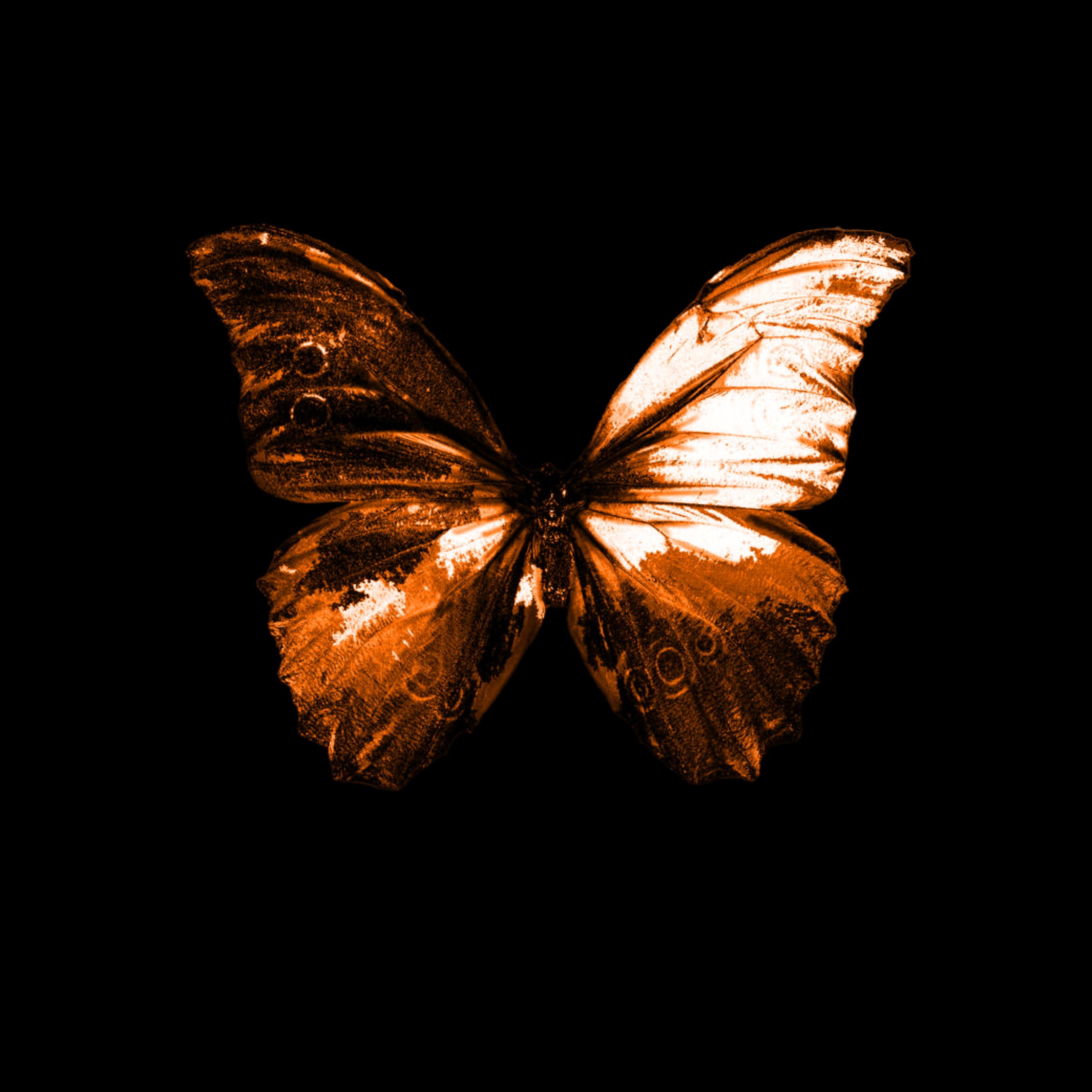 Blacklit Canopy Official