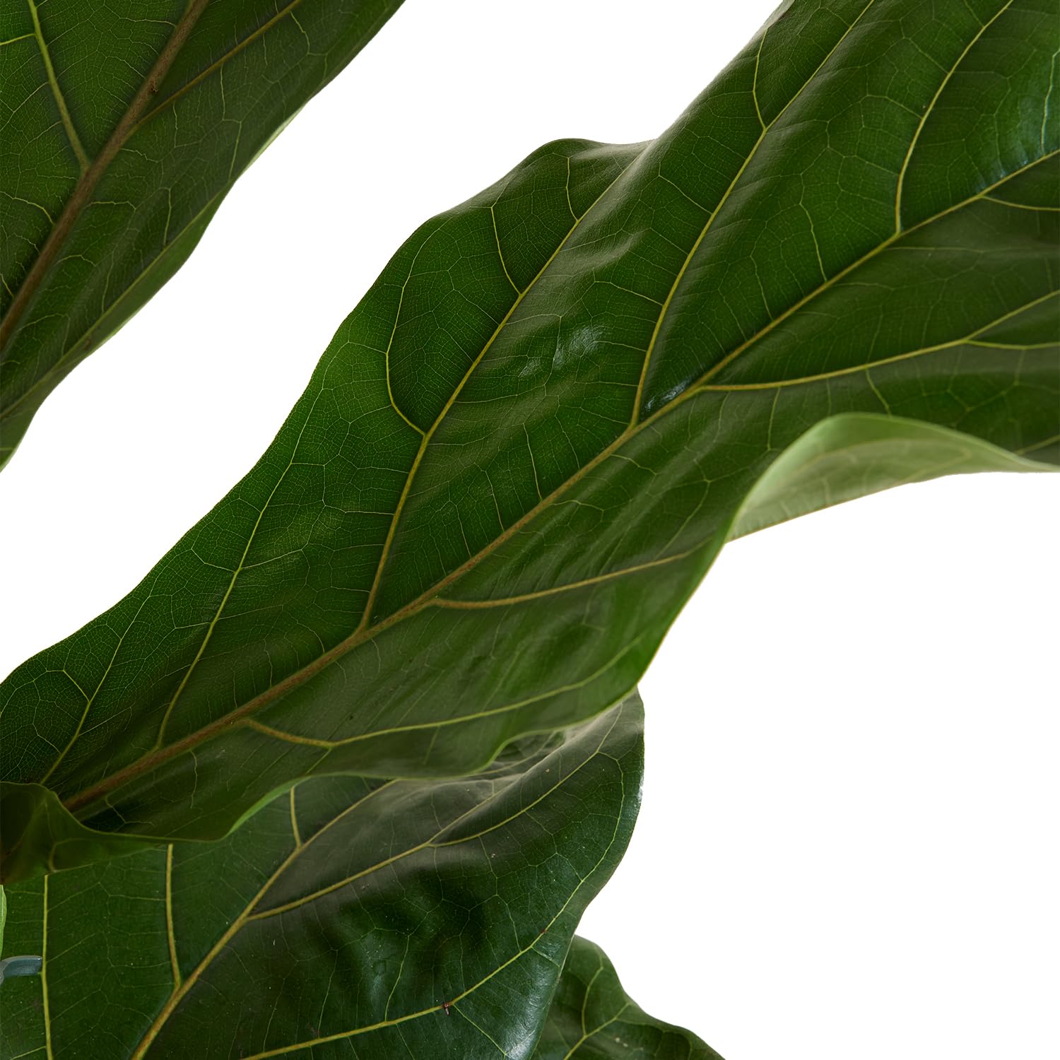 Bloomique - Ficus Lyrata - Geigenfeige - Zimmerpflanzen Gro - Pflegeleicht  - Luftreinigend - Hhe 80-100 cm - Topf 21 cm : Amazon.de: Garten