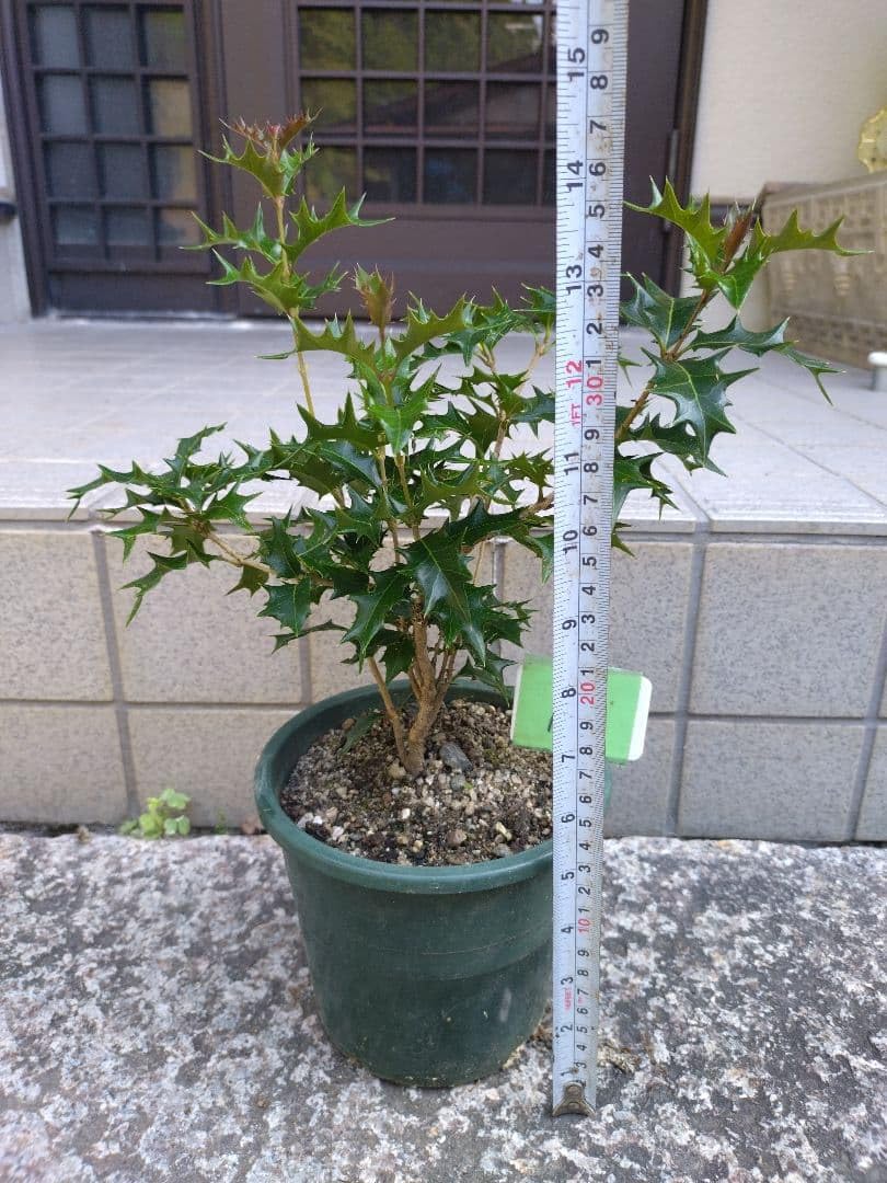 Amazon.co.jp: 葉っぱもりもり 京都北山天然ヒイラギ柊の苗 : DIY