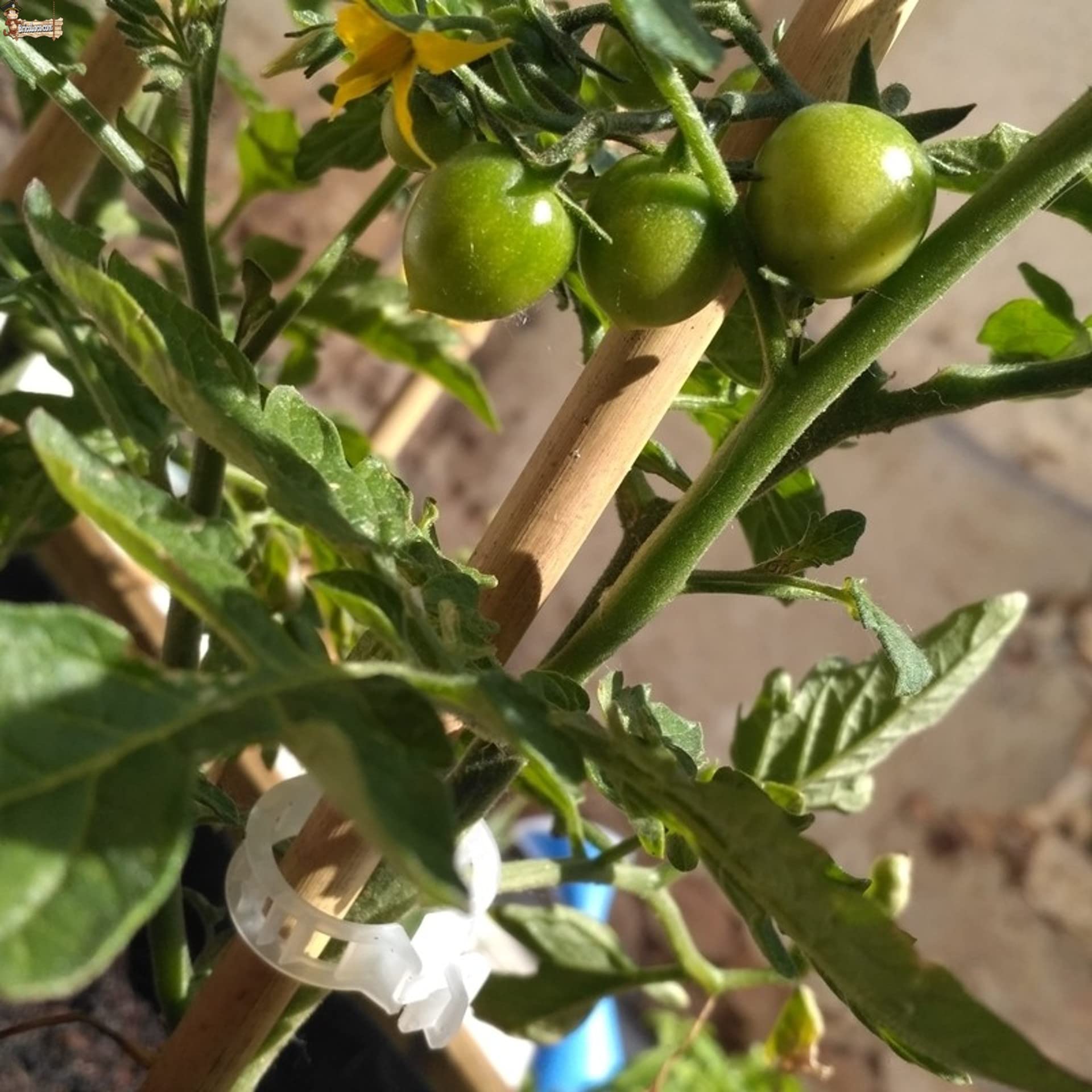 BricoLoco.com Tutores de Madera para Plantas. 25 uds. de 1,80 MTS. Caña Varilla Tutor caña de bambú Redondo para Soporte, guiar y entutorar árboles, Plantas, Tomates. (25, 1,80 MTS, Ø 16/18 mm)