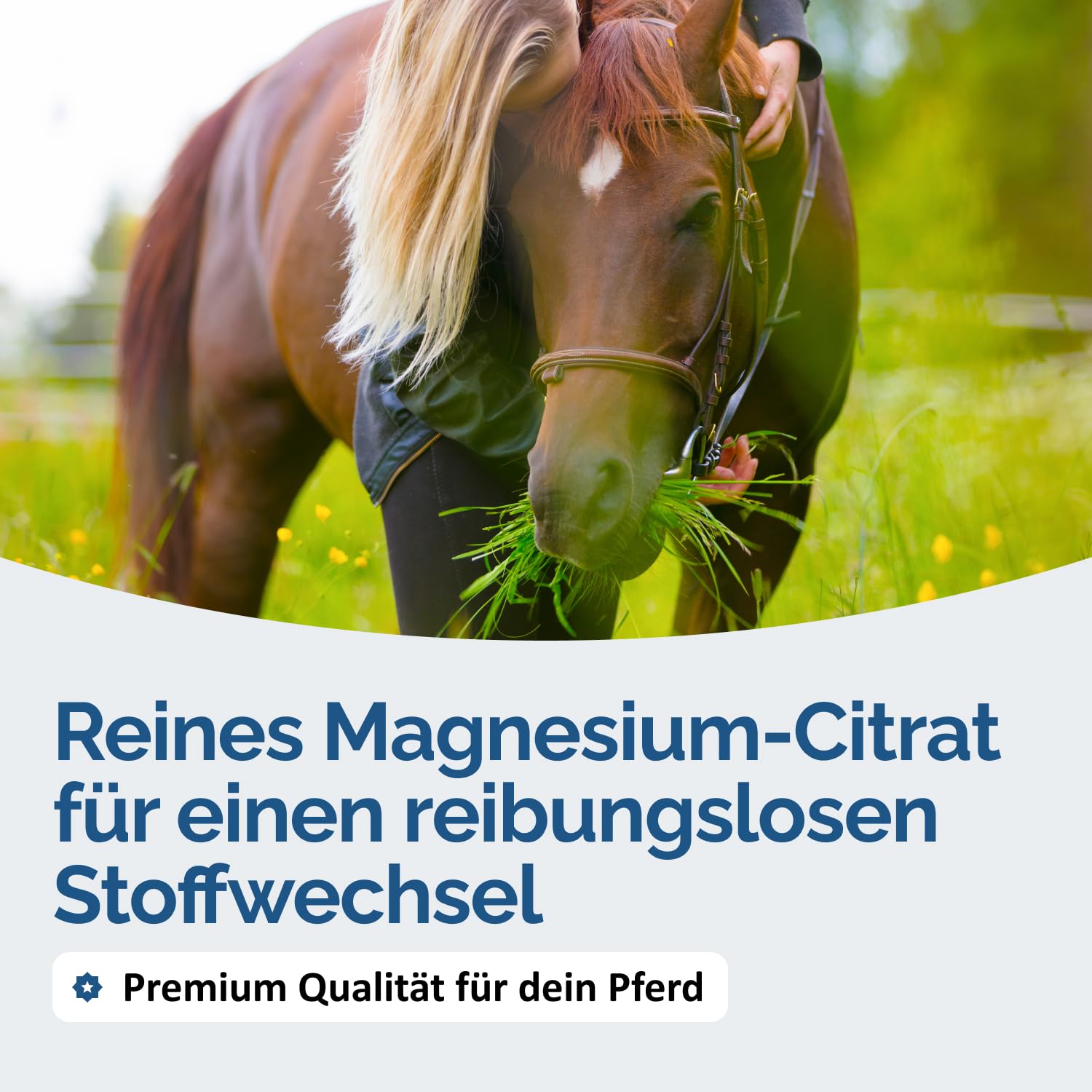 The Horse Vitality Company Magnesiumcitrat für Pferde 1,5kg | Muskeln, Nerven, Stoffwechsel & Konzentration | hochdosiertes Pulver | 100% natürlich, 0% Zusatzstoffe | Made in Germany