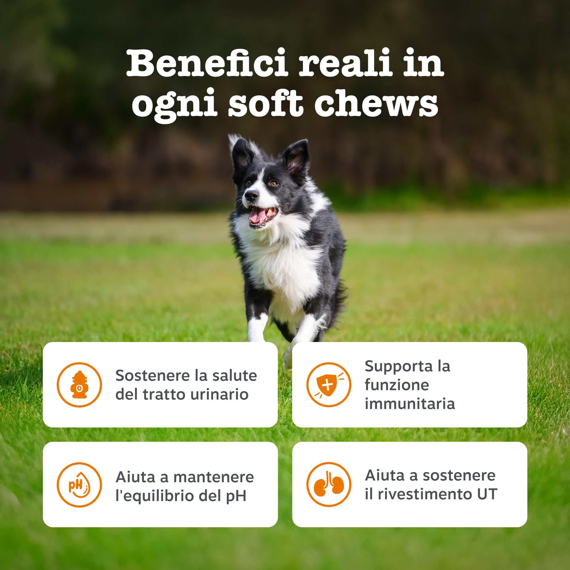 Zesty Paws Cranberry Urinary Care | Supporto delle Vie Urinarie | Integratori per Cani | D-mannosio, vitamina B6 e Exocyan | Alimento Complementare per Cani Adulti | Gusto Tacchino | 90 Pezzi