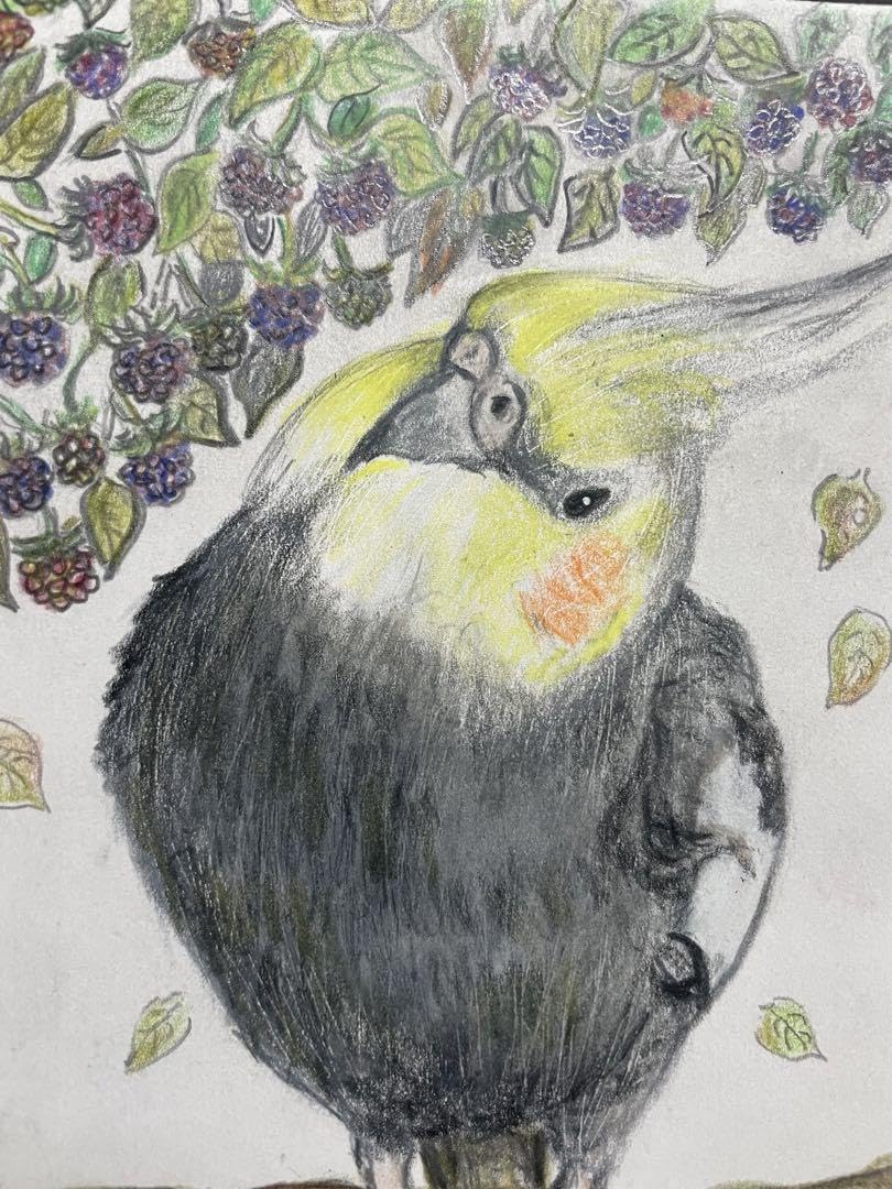 色鉛筆画 インコ (原画) Amazon.co.jp: 色鉛筆画 リアル可愛いオカメインコ色鉛筆画 原画 鳥