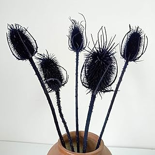5 Stems Real Dried Thistle Flowers Black White Bleached Thistle Bundle from Texas- Black