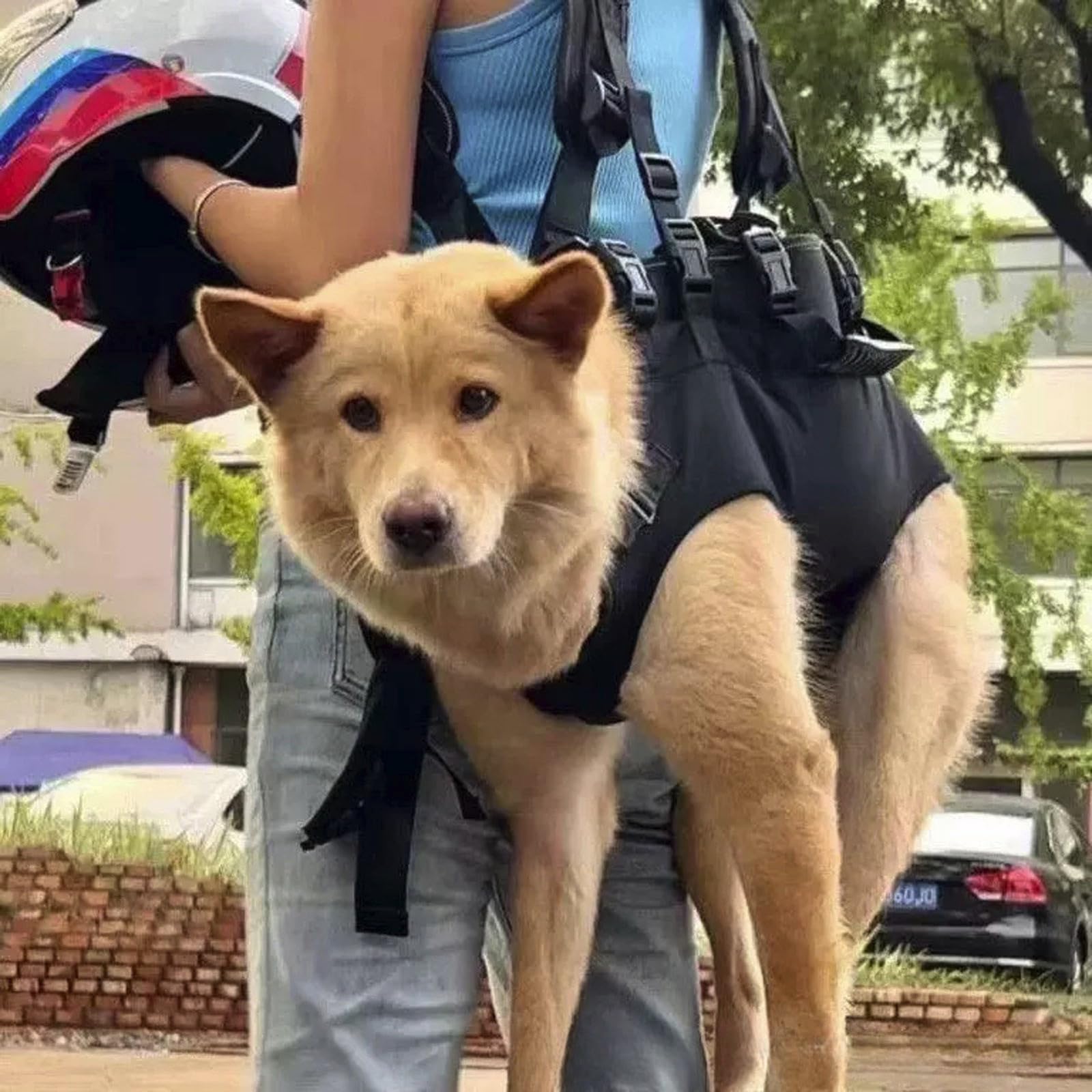 Hundetasche für Kleine Hunde Notfallrucksack | Hundetragegurt Hundetragetasche Unterstützung für Behindert, Gelenkverletzungen, Ältere Hunde Treppen rauf und runter, Autos Hundetragetuch (Black, S)