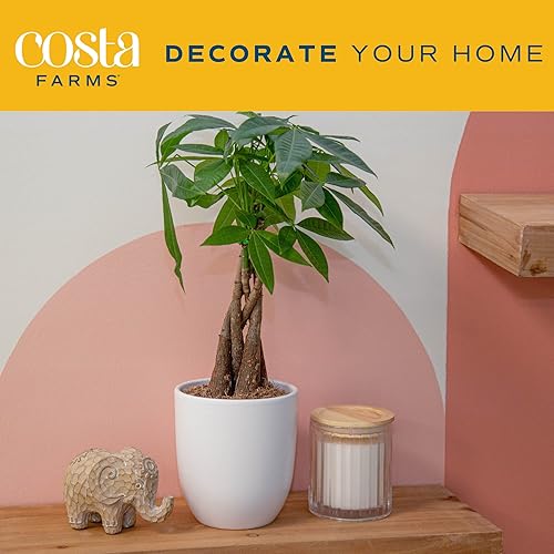 Vista 12 de Plants for Pets Suculentas (paquete de 3), plantas suculentas vivas en macetas blancas, mini plantas suculentas, regalos únicos de jardinería