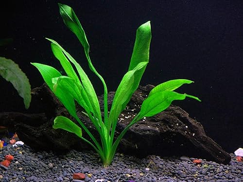Miniatura 7 de Plantas de acuario vivas en maceta  Plantas acuáticas de agua dulce para acuarios (Moneywort)