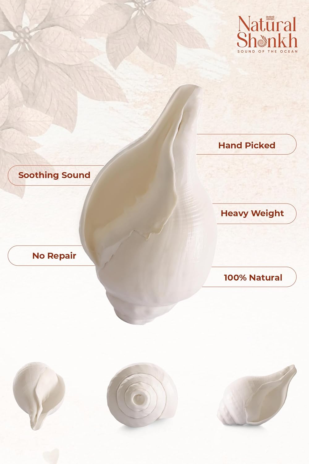Natural Vishnu Shankh 12-13” from Indian Ocean | Extra Large Left Hand Conch Shell for Puja, Meditation & Vastu | Deep Vibrating Sound | Brings Prosperity, Wealth & Positive Energy