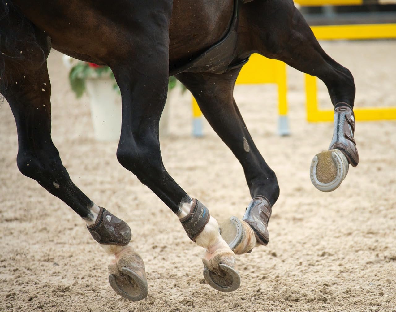 Scheidler horse-direkt Reiskeimöl 10 Liter Kanister Für Pferde – Kann den natürlichen Muskelaufbau unterstützen - Einzelfuttermittel für Tiere