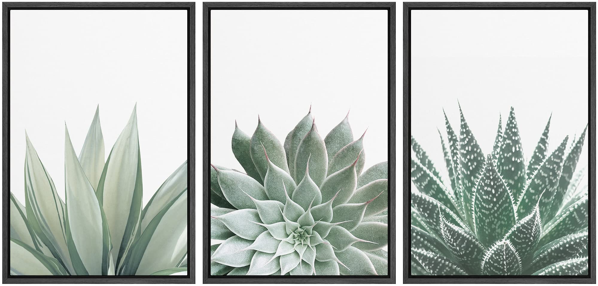 Ashbrook Framed Canvas Print Wall Art Set Green Desert Cactus Succulent Variety Nature Wilderness Photography Modern Art Minimal Chic Colorful for Living Room, Bedroom, Office - 24"x36"x3 BLACK