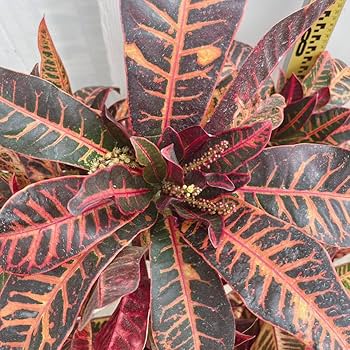 クロトン。 観葉植物 。大型。鉢ごと無料で発送致します。 Amazon.co.jp: クロトン 7号鉢 大型大株 品種不明 オキナワ