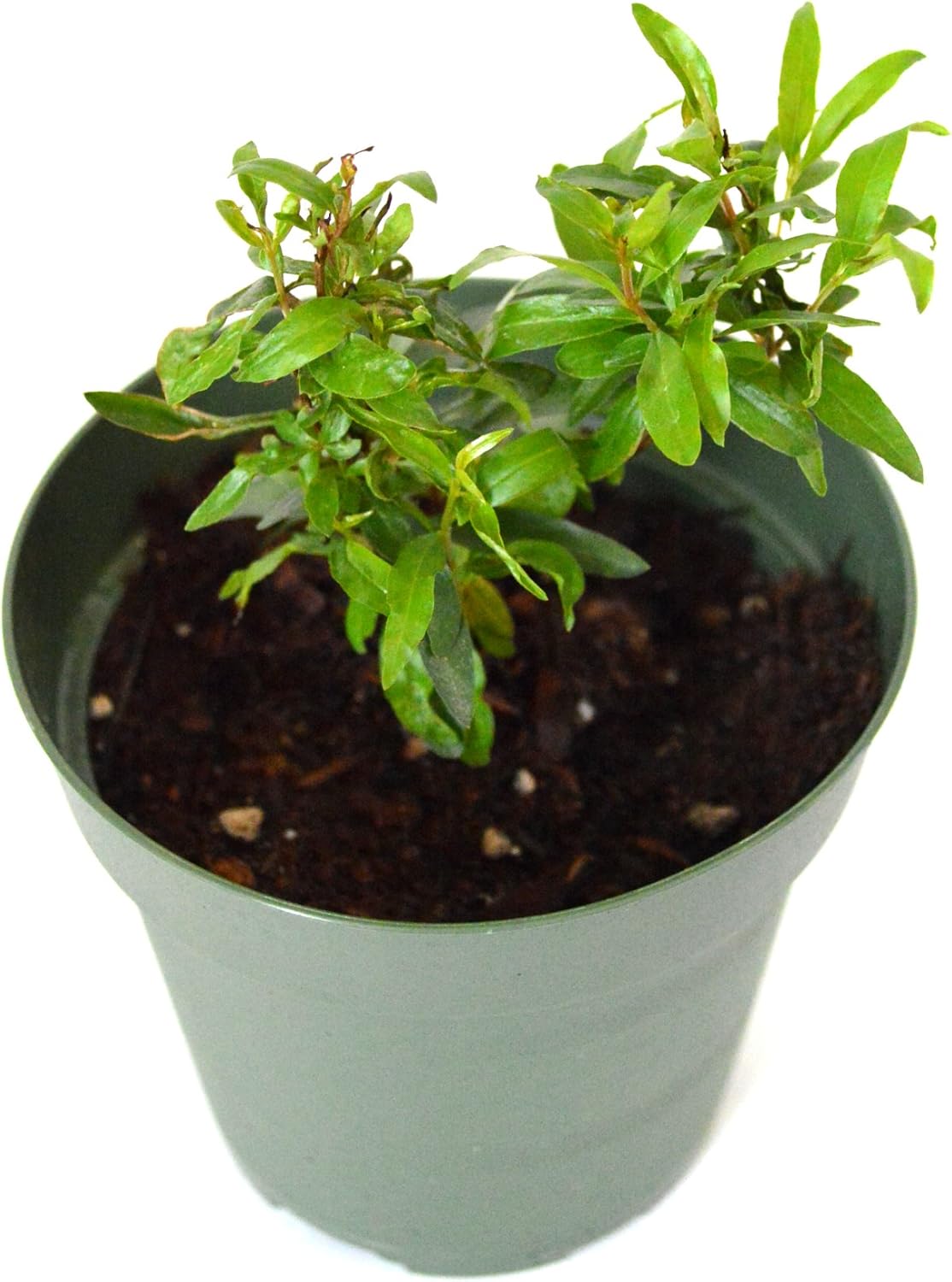 9GreenBox - Dwarf Pomegranate Tree - 4'' Pot