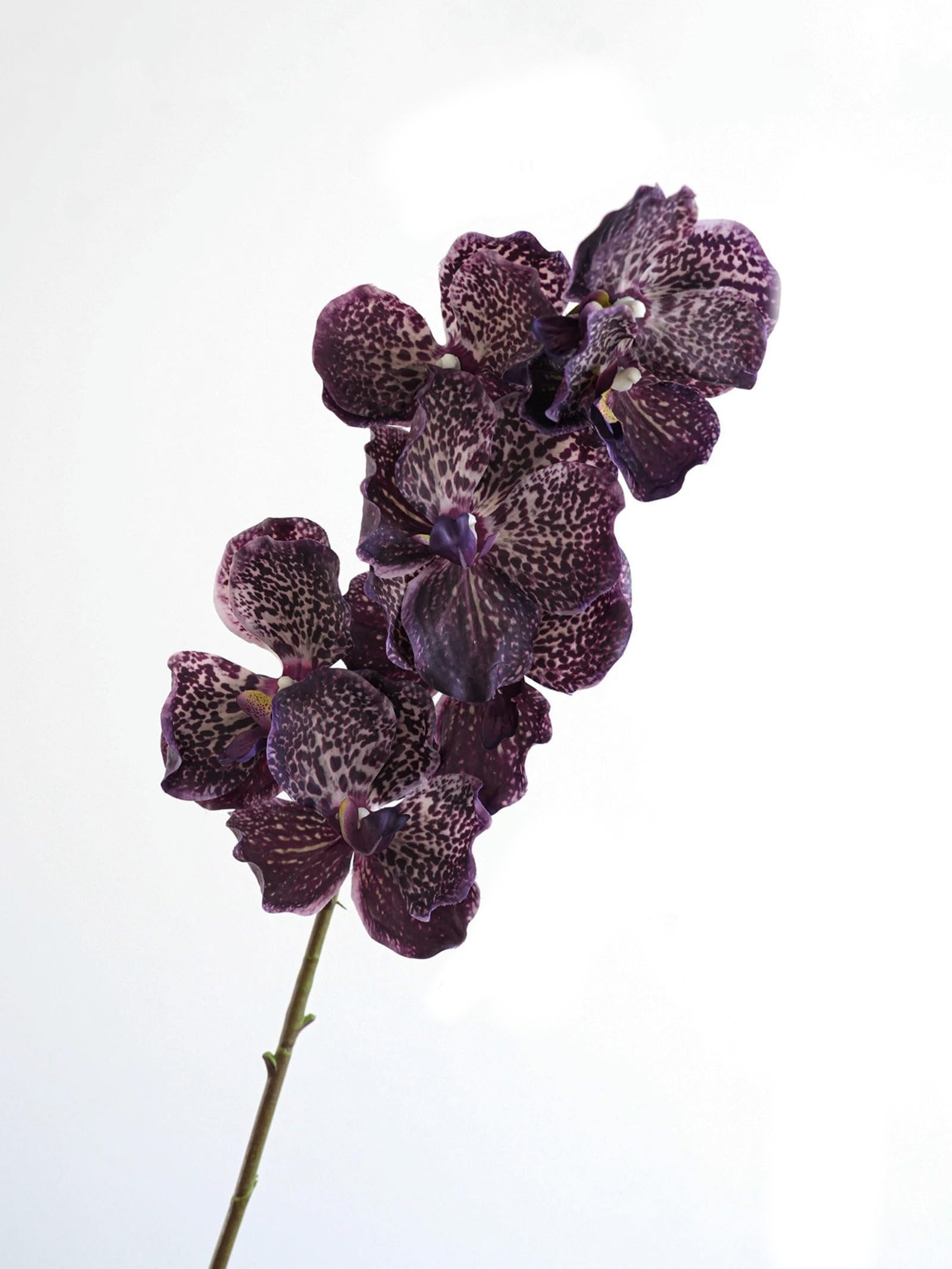 TVIVID Artificial Vanda Orchid Flowers Real Touch Fake Orchid Folral Arrangement Realistic Decorative Vanda Flower