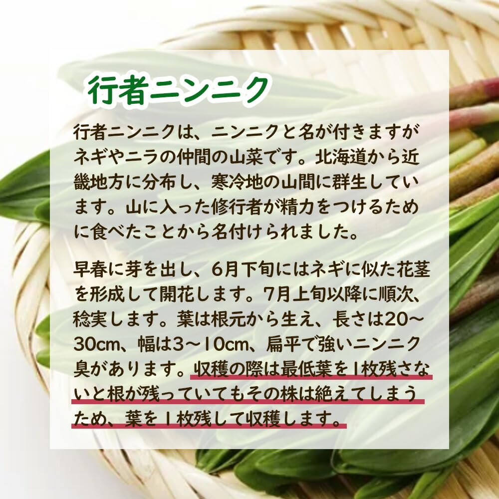 Amazon.co.jp: 行者ニンニク 植え込み苗【1ポット】12cmポットに3芽
