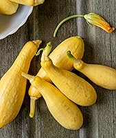 Burpee Saffron Summer Squash Seeds - 100 Non-GMO Straightneck Seeds for Prolific Early Harvest