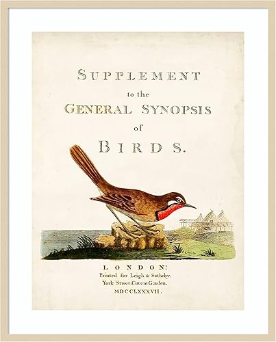 Amanti Art Framed Wall Art Print 41x33 General Synopsis of Birds by John Latham, Animals Wall Art, Vintage Decor, X-Large Poster Painting Artwork