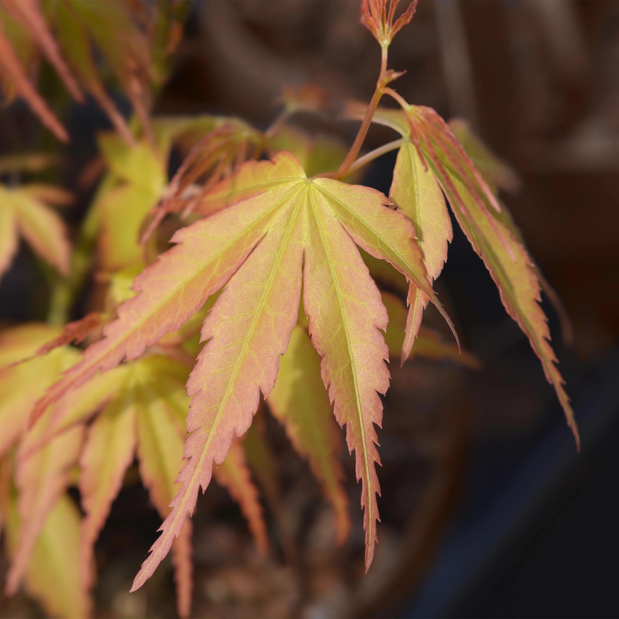 Acer Palmatum Katsura Pianta Esterno, Acero Verde, Vaso 26cm, Altezza 90cm