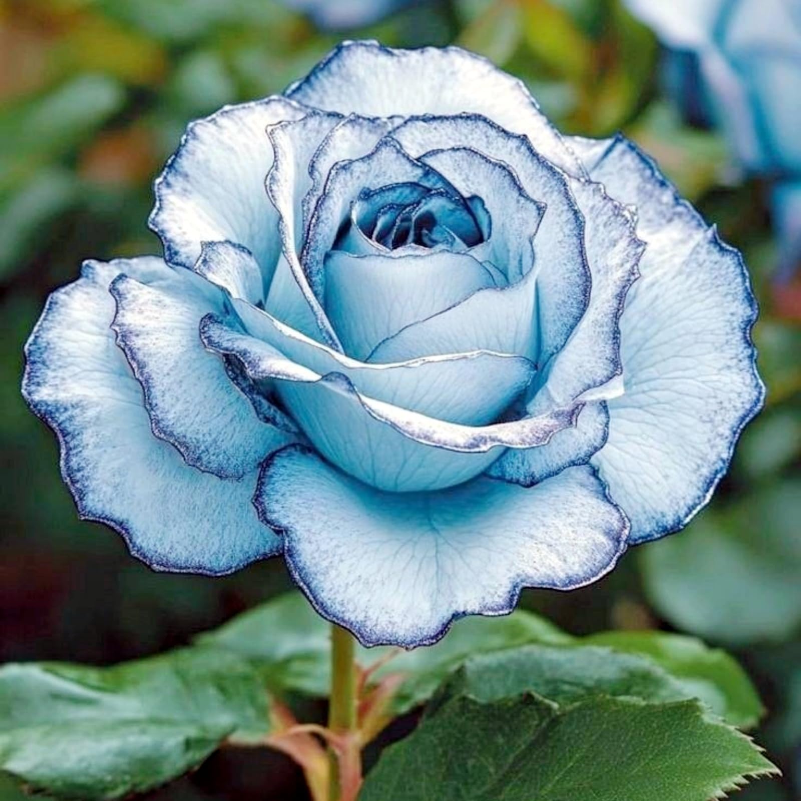 Elegance Rose Rhizome, Hardy Perennial, Garden Decoration, No Watering Required, Professional Planting, Suitable for Spring and Autumn-3 Rhizome-I