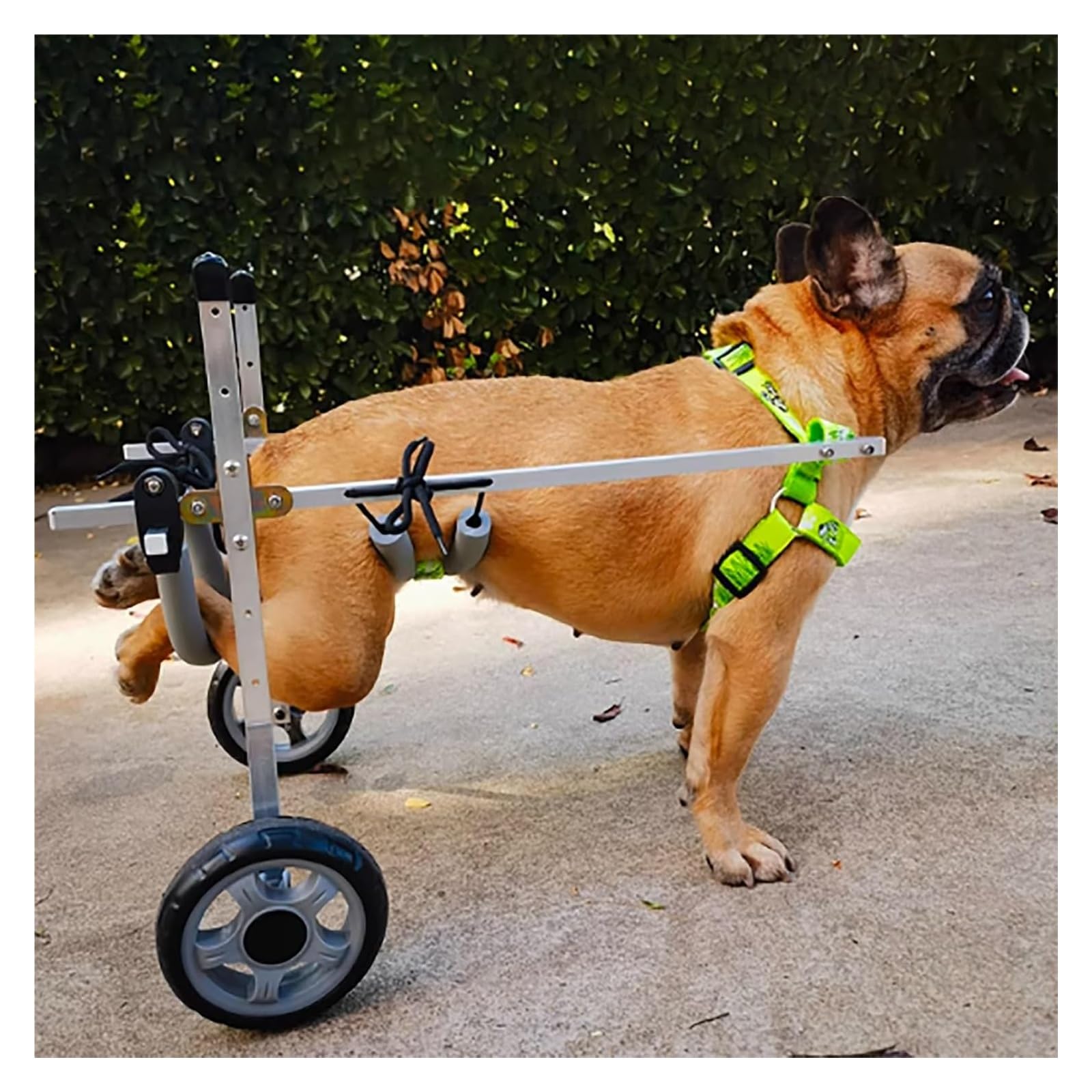 Fauteuil roulant pour chiens grands et petits chariot de marche deux roues avec support hanche