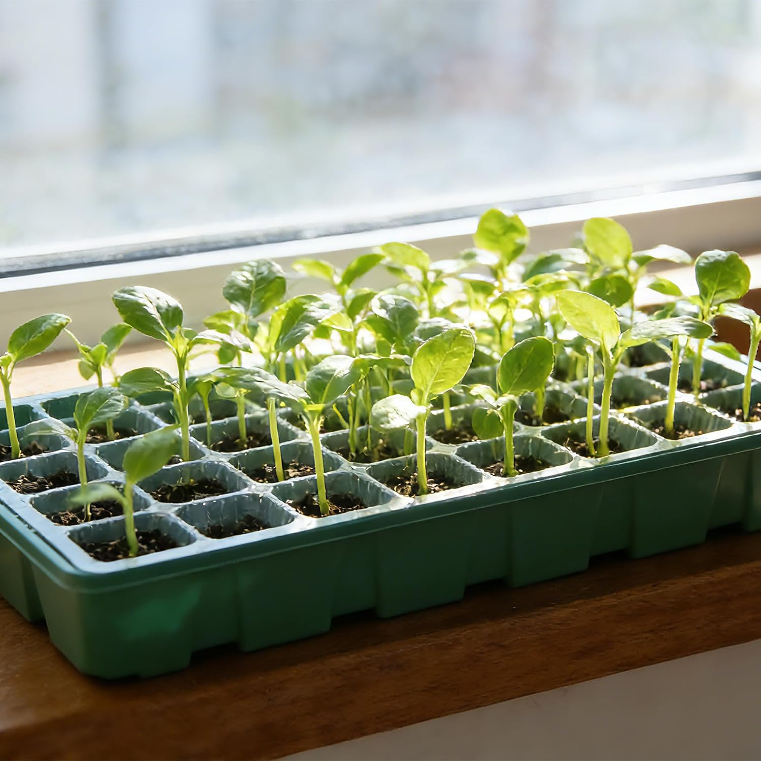 Seed Starter Tray Kit, 5-Pack with Humidity Domes & Base - 200 Cells Total (40 per Tray), Durable Mini Propagator Greenhouse for Optimal Seed Germination, Indoor Gardening, Plant Growing