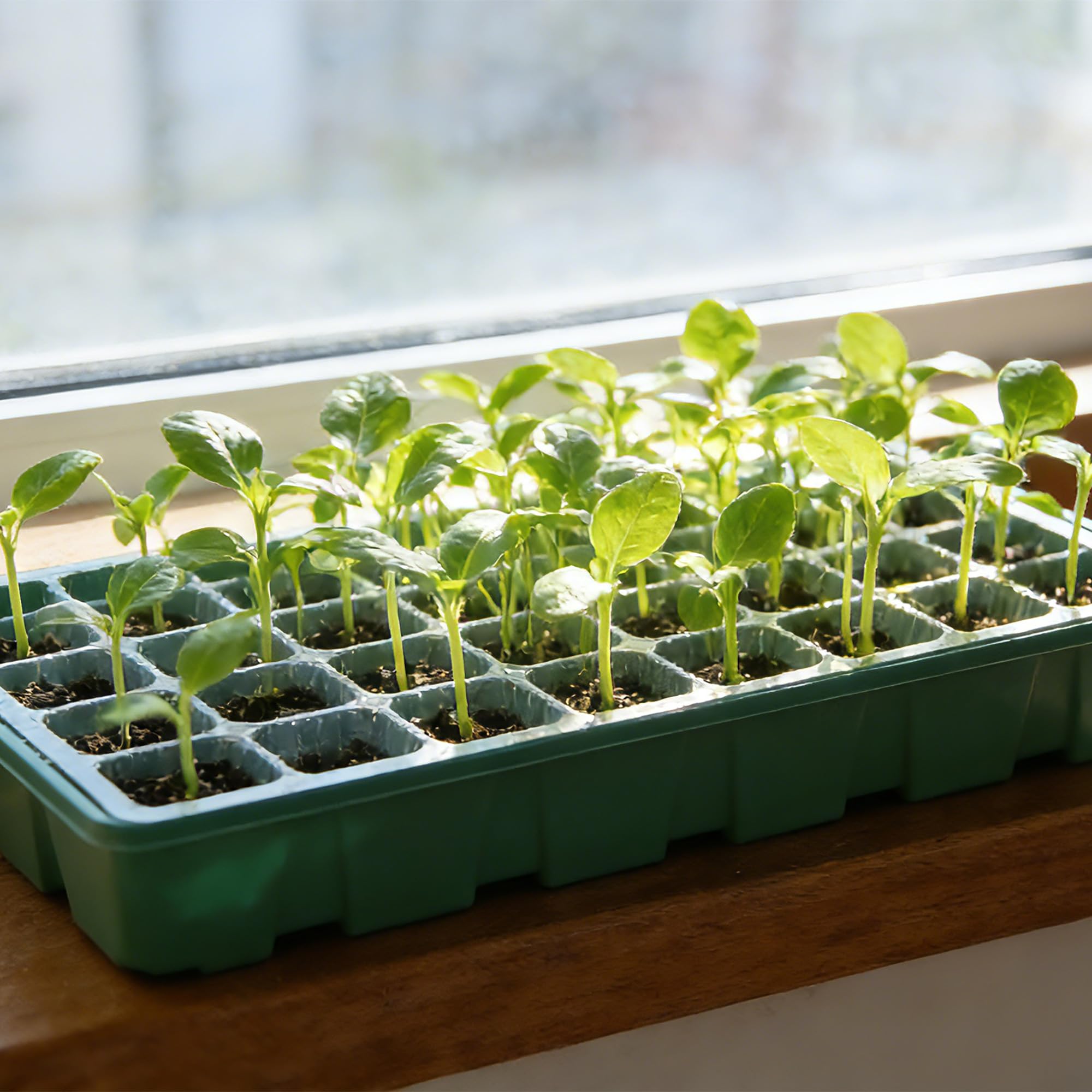 Kit de démarrage de graines avec plateau de démarrage de semences avec dôme d'humidité, kit de démarrage de plantes et mini kit de germination de serre pour démarrage de graines A1