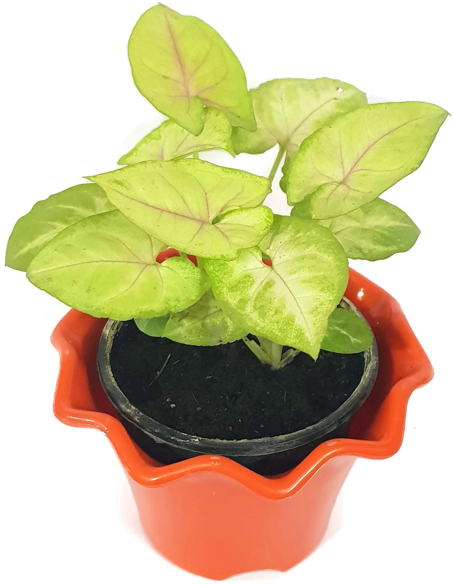 Grun Cute Golden Variegated Syngonium Plant - Air Purifying Oxygen Providing Indoor Plant