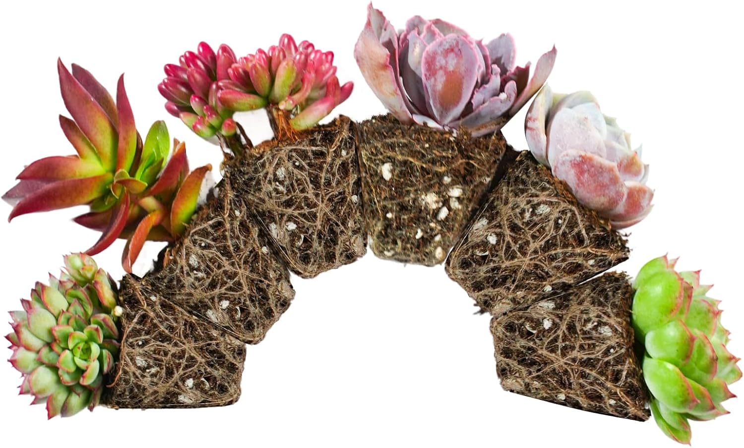 Paquete de 6 plantas suculentas con raíz y tierra, fáciles de cultivar (variedades surtidas sin macetas)