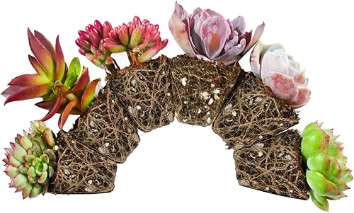 Paquete de 6 plantas suculentas con raíz y tierra, fáciles de cultivar (variedades surtidas sin macetas)