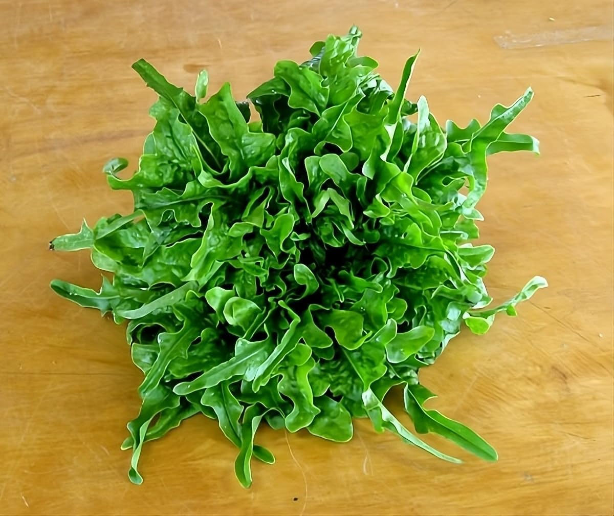 Lettuce Oakleaf Great Heirloom Vegetable by Seed Kingdom Bulk 1 Lb Seeds