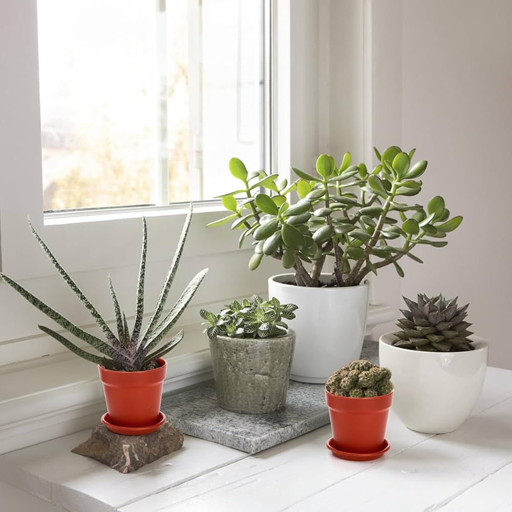 フラワー・ガーデニング P-CHAMBER.SRLMEX-S P-P POT neighborhood フラワー・ガーデニング P-CHAMBER.SRLMEX-S P-P POT